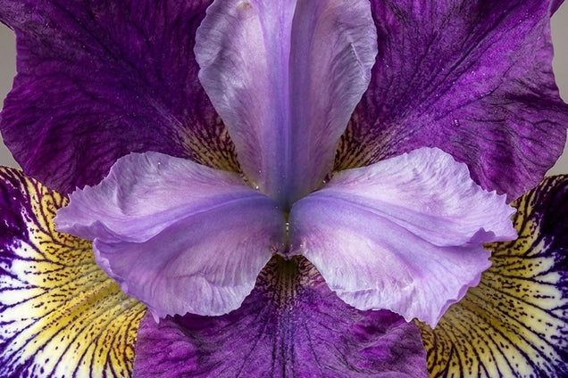 Iris sibirica 'Contrast in Styles' bloem