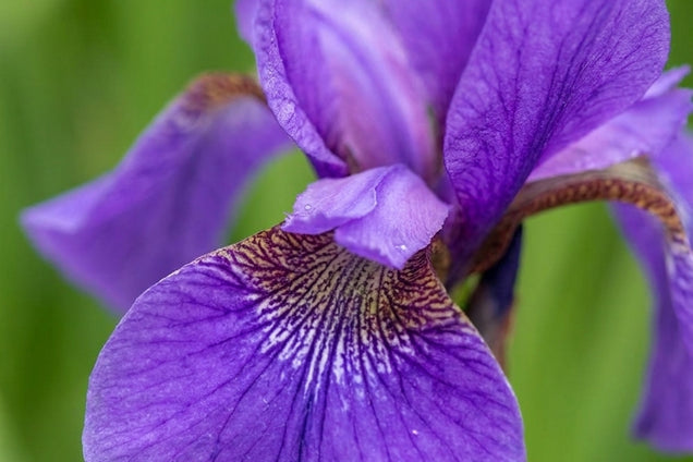 Iris sibirica 'Reprise' bloem