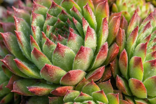 Jovibarba sobolifera 'Green Globe' bloem
