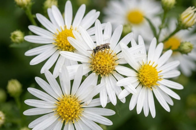 Kalimeris mongolica 'Mon Jardin' bloem