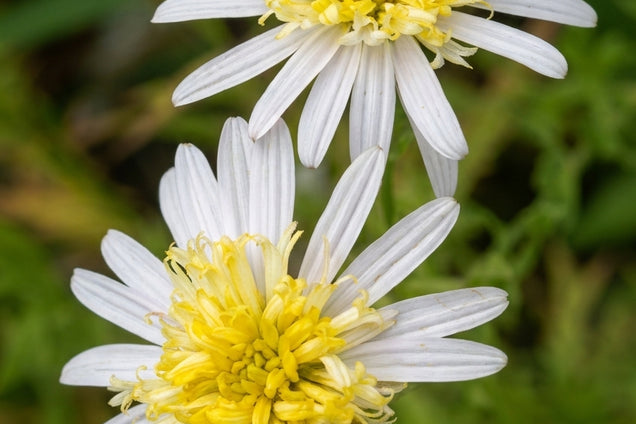 Kalimeris pinnatifida bloem