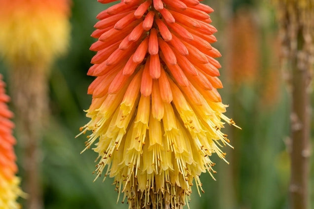 Kniphofia caulescens bloem