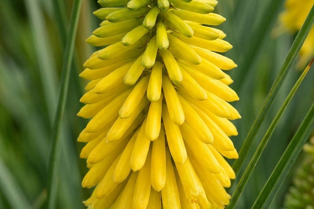 Kniphofia 'Dorset Sentry' bloem