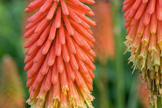 Kniphofia 'TNFG' bloem
