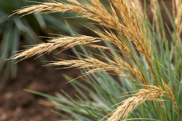 Koeleria glauca bloem