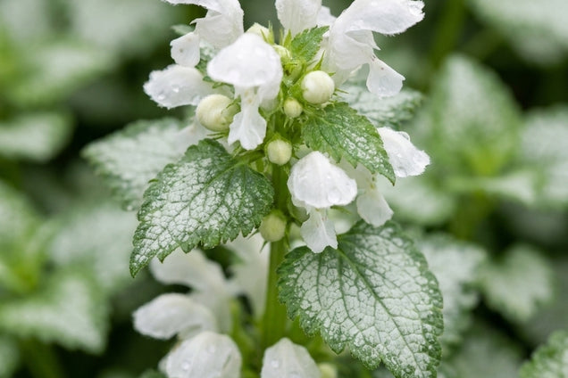 Lamium maculatum 'Album' bloem