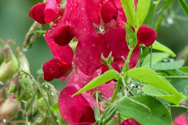 Lathyrus latifolius 'Red Pearl' bloem