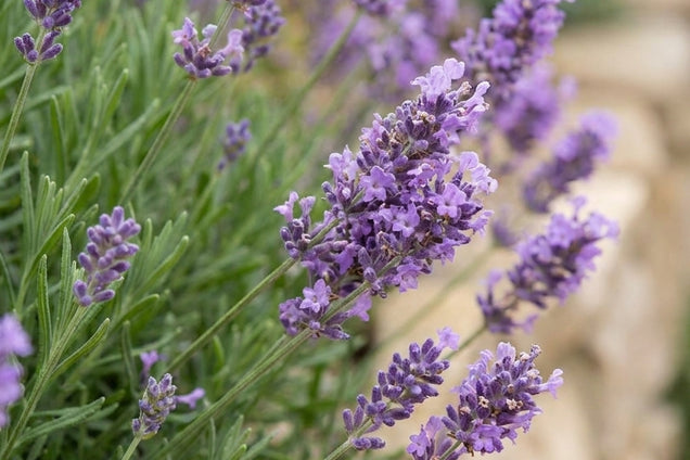 Lavandula angustifolia 'Dwarf Blue' bloem