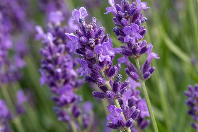 Lavandula angustifolia 'Hidcote Pink' bloem