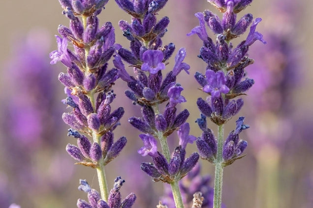 Lavandula angustifolia 'Middachten' bloem