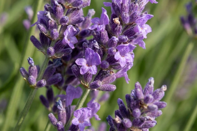Lavandula intermedia 'Dutch' bloem