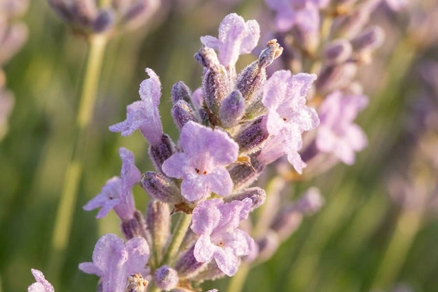 Lavandula intermedia 'Fragrant Memories' bloem