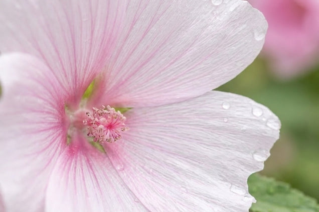 Lavatera 'Barnsley Baby' bloem