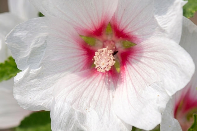 Lavatera 'Blushing Bride' bloem