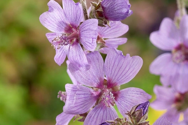 Lavatera 'Lilac Lady' bloem