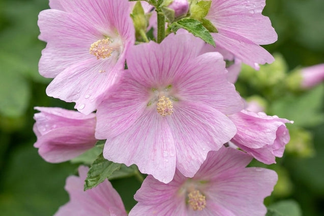 Lavatera thuringiaca bloem