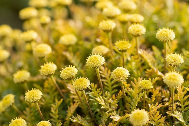 Leptinella squalida bloem