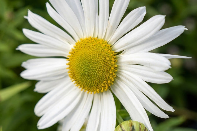 Leucanthemella serotina bloem