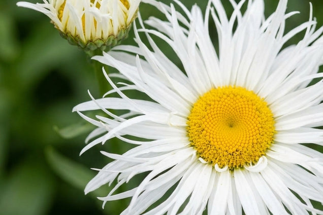 Leucanthemum (S) 'Old Court' bloem