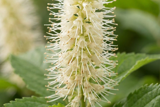 Leucosceptrum japonicum 'Golden Angel' bloem