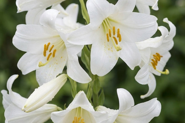Lilium candidum bloem
