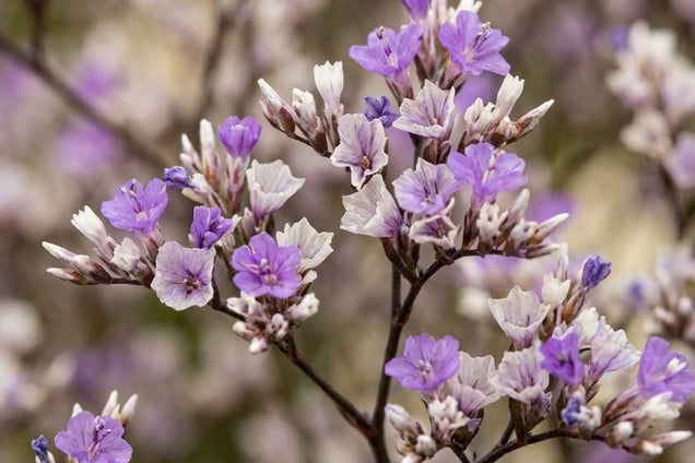Limonium latifolium 'Blauer Diamant' bloem