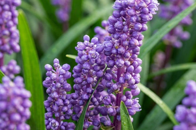 Liriope muscari 'Big Blue' bloem