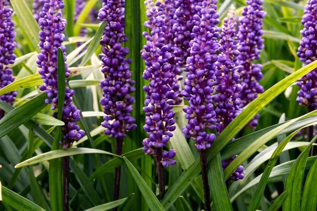 Liriope muscari 'Ingwersen' bloem