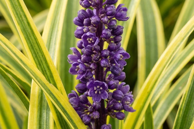 Liriope muscari 'John Burch' bloem