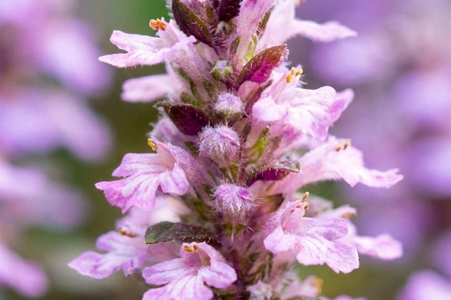 Liriope muscari 'Majestic' bloem