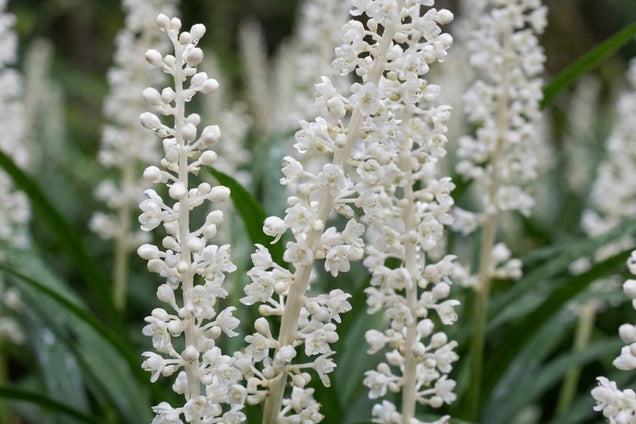 Liriope muscari 'Monroe White' bloem