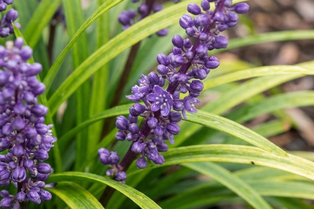 Liriope muscari 'Royal Purple' bloem