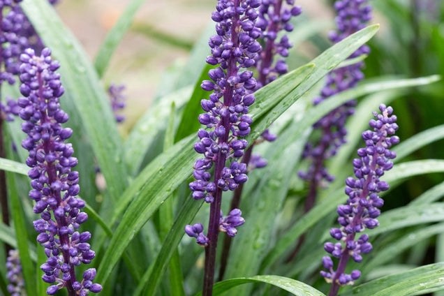 Liriope muscari bloem