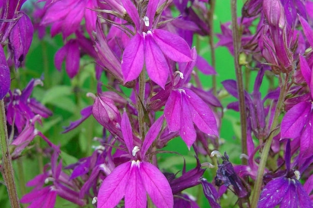 Lobelia 'Hadspen Purple' bloem