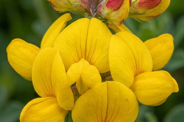 Lotus corniculatus 'Pleniflorus' bloem