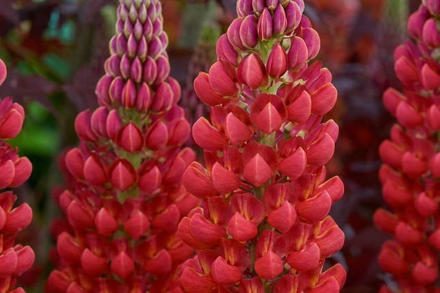 Lupinus 'Beefeater' bloem