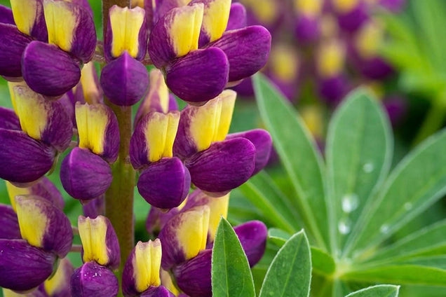 Lupinus 'Manhattan Lights' bloem