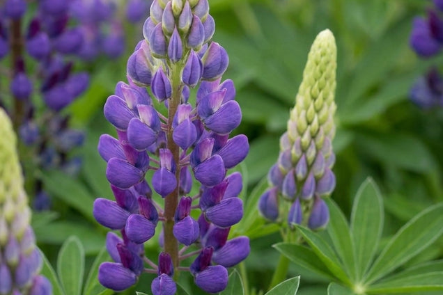 Lupinus 'Persian Slipper' bloem