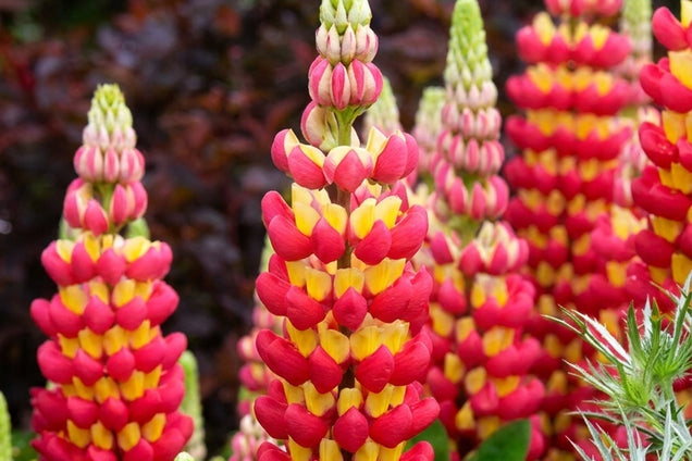 Lupinus 'Tequila Flame' bloem
