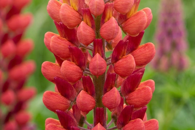 Lupinus 'Towering Inferno' bloem