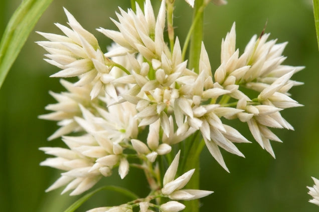 Luzula nivea bloem