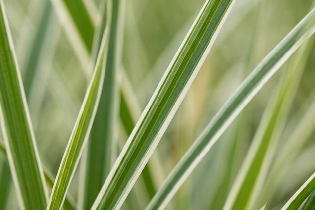 Luzula sylvatica 'Marginata' blad