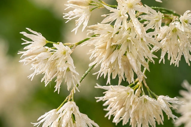 Luzula sylvatica bloem