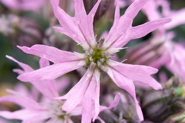 Lychnis flos-cuculi 'Nana' bloem