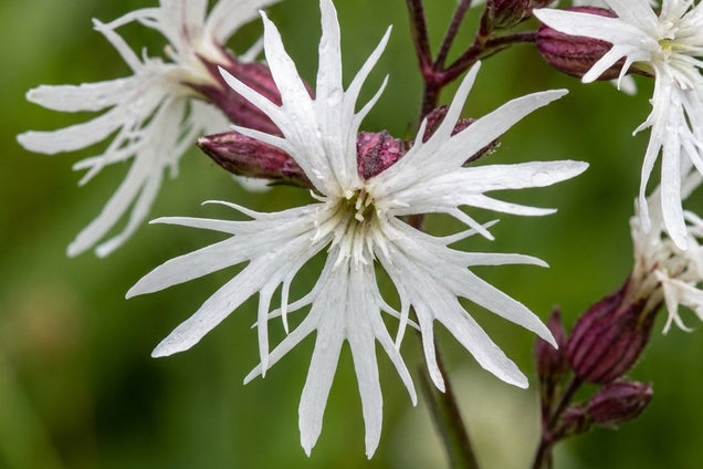 Lychnis flos-cuculi 'White Robin' bloem