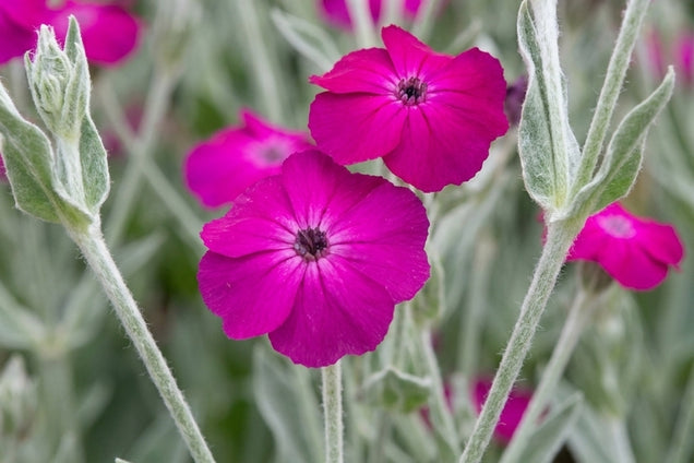 Lychnis 'Hill Grounds' bloem