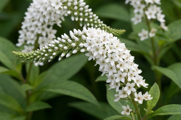 Lysimachia clethroides bloem