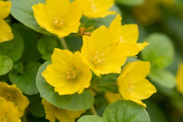Lysimachia nummularia bloem