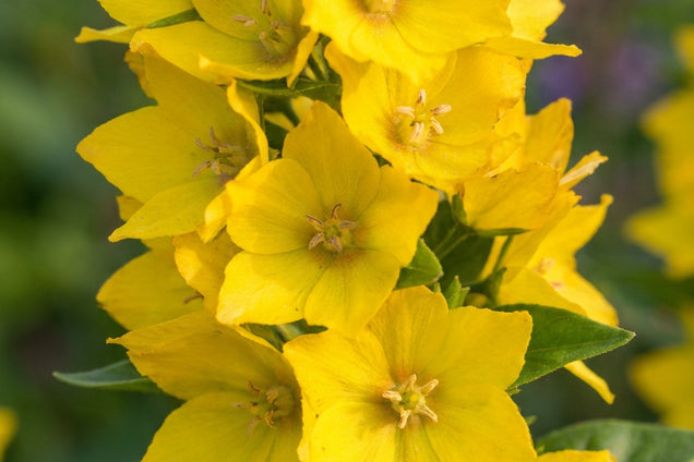 Lysimachia punctata bloem