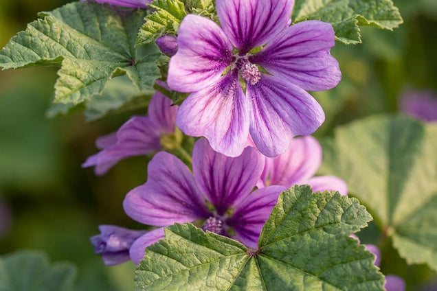 Malva sylvestris 'Dema' bloem